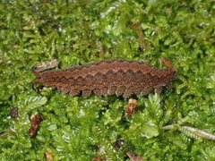 Ooperipatus centunculus