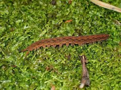 Ooperipatus centunculus