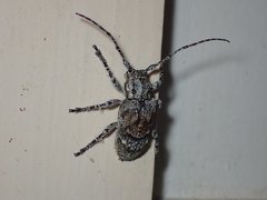 Menyllus maculicornis
