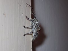Menyllus maculicornis
