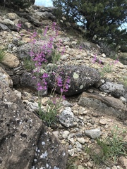 Penstemon confusus