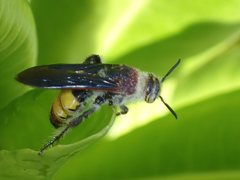 Radumeris radula