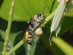 Radumeris radula