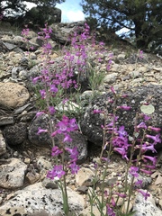 Penstemon confusus