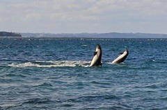 Sagmatias australis