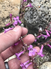 Penstemon confusus
