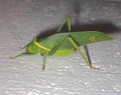 Paracaedicia serrata