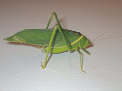 Paracaedicia serrata