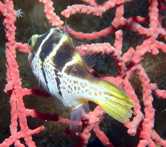 Paraluteres prionurus