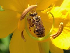 Mellitidia tomentifera