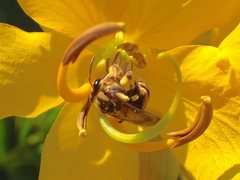 Mellitidia tomentifera