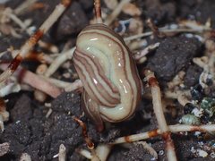Caenoplana