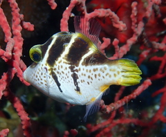 Paraluteres prionurus