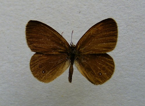 False Ringlet