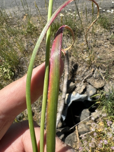 Image of Allium nevii by no rights reserved