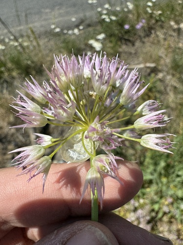 Image of Allium nevii by no rights reserved
