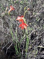 Gladiolus priorii