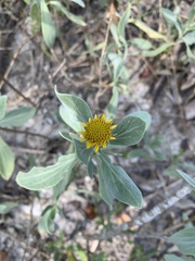 Borrichia frutescens image