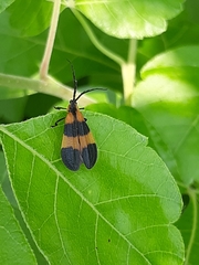 Calopteron reticulatum