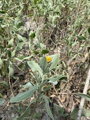 Borrichia frutescens image