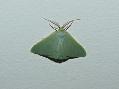 Chlorocoma paraphylla