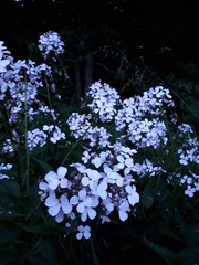 Hesperis