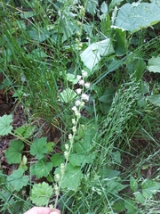 Tellima grandiflora