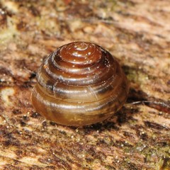 Euconulus