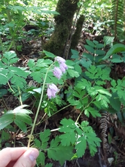Dicentra formosa