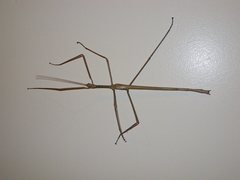 Acrophylla wuelfingi