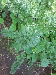 Petroselinum crispum