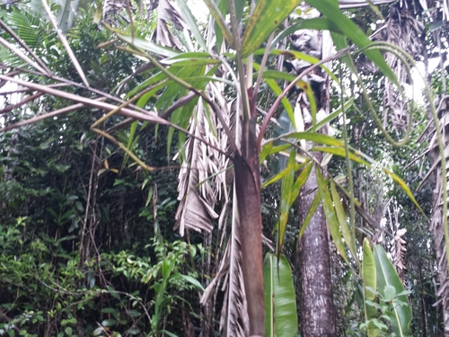 Talanoka (Dypsis boiviniana)