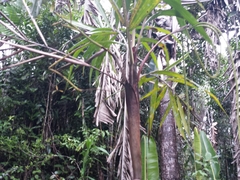 Dypsis boiviniana