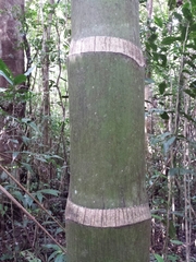 Dypsis hovomantsina