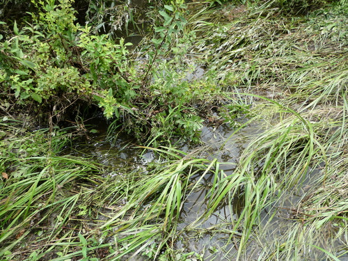 Image of Glyceria laxa by no rights reserved