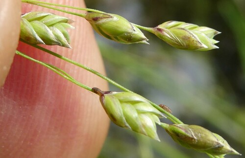 Image of Glyceria laxa by no rights reserved