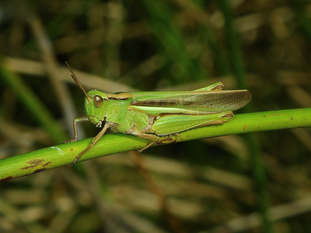 Disappearing Grasshopper