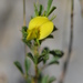 Tiny Restharrow - Photo (c) Jean.claude, some rights reserved (CC BY-SA)