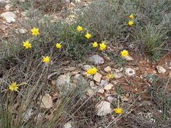 Narcissus assoanus
