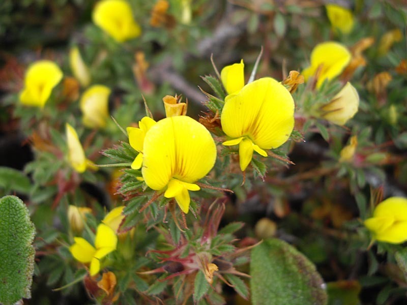 tiny restharrow