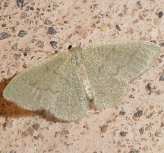 Phaiogramma faustinata
