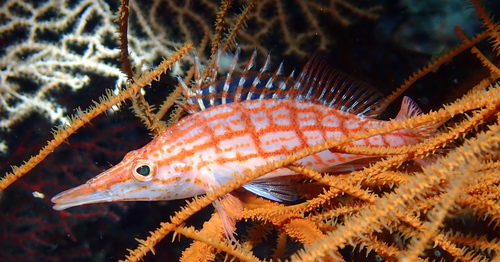 Oxycirrhites typus