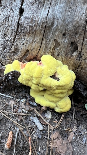 iNaturalist observation photo of Laetiporus
