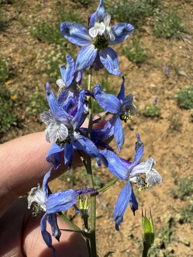 Image of Delphinium lineapetalum by no rights reserved
