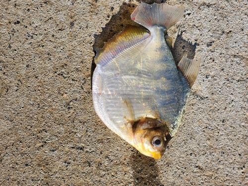 Silver Dollar fish (Mylossoma duriventre) — Serrasalmidae — 2