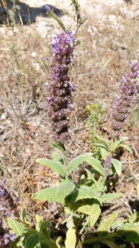 Nepeta tuberosa, photograph 5