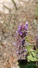 Nepeta tuberosa, photograph Elizabete Marchante, CC BY, iNaturalist via GBIF