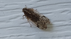 Melanoliarus placitus