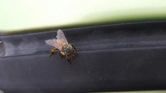 Apis mellifera