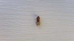 Melanoliarus placitus